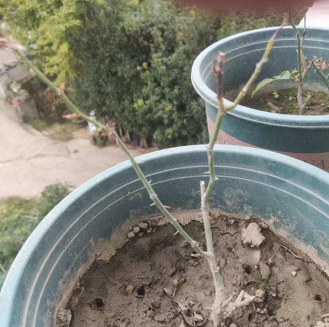 月季花叶片全部脱落成光杆还能活吗?方法用对10天重新枝繁叶茂