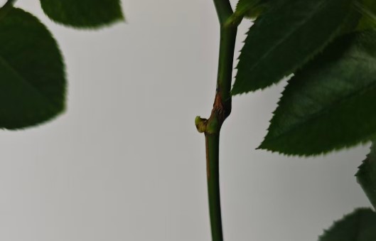 月季枝条不小心被折断了怎么办？还连着皮这样接上就行！