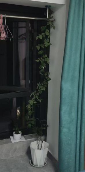 月季枝条不小心被折断了怎么办？还连着皮这样接上就行！