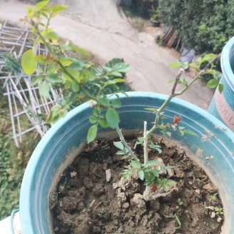 月季花叶片全部脱落成光杆还能活吗?方法用对10天重新枝繁叶茂