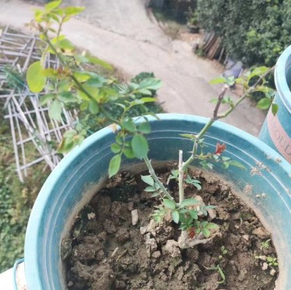 月季花叶片全部脱落成光杆还能活吗？方法用对10天重新枝繁叶茂