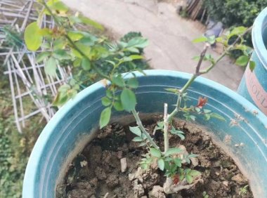 月季花叶片全部脱落成光杆还能活吗?方法用对10天重新枝繁叶茂