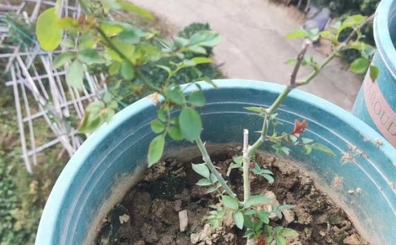 月季花叶片全部脱落成光杆还能活吗?方法用对10天重新枝繁叶茂