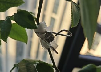 月季枝条不小心被折断了怎么办？还连着皮这样接上就行！