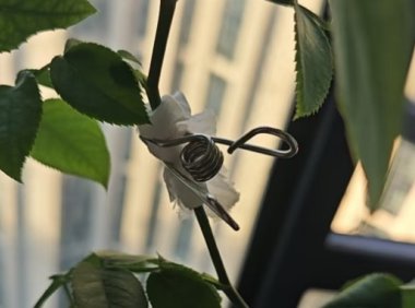 月季枝条不小心被折断了怎么办?还连着皮这样接上就行!